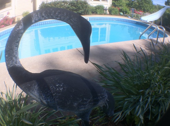 landscaping around above ground pools, landscaping edging ideas, pool landscaping plants, stone landscaping ideas