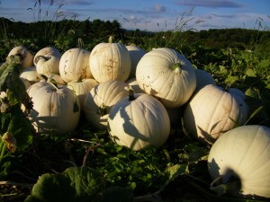 how to make pumpkin puree