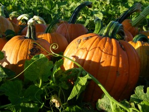 pumpkin puree recipe, pumpkin seed recipe