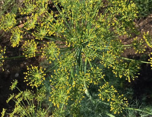 How to Quickly Dry Dill from your Garden