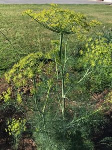 How to Quickly Dry Dill from your Garden